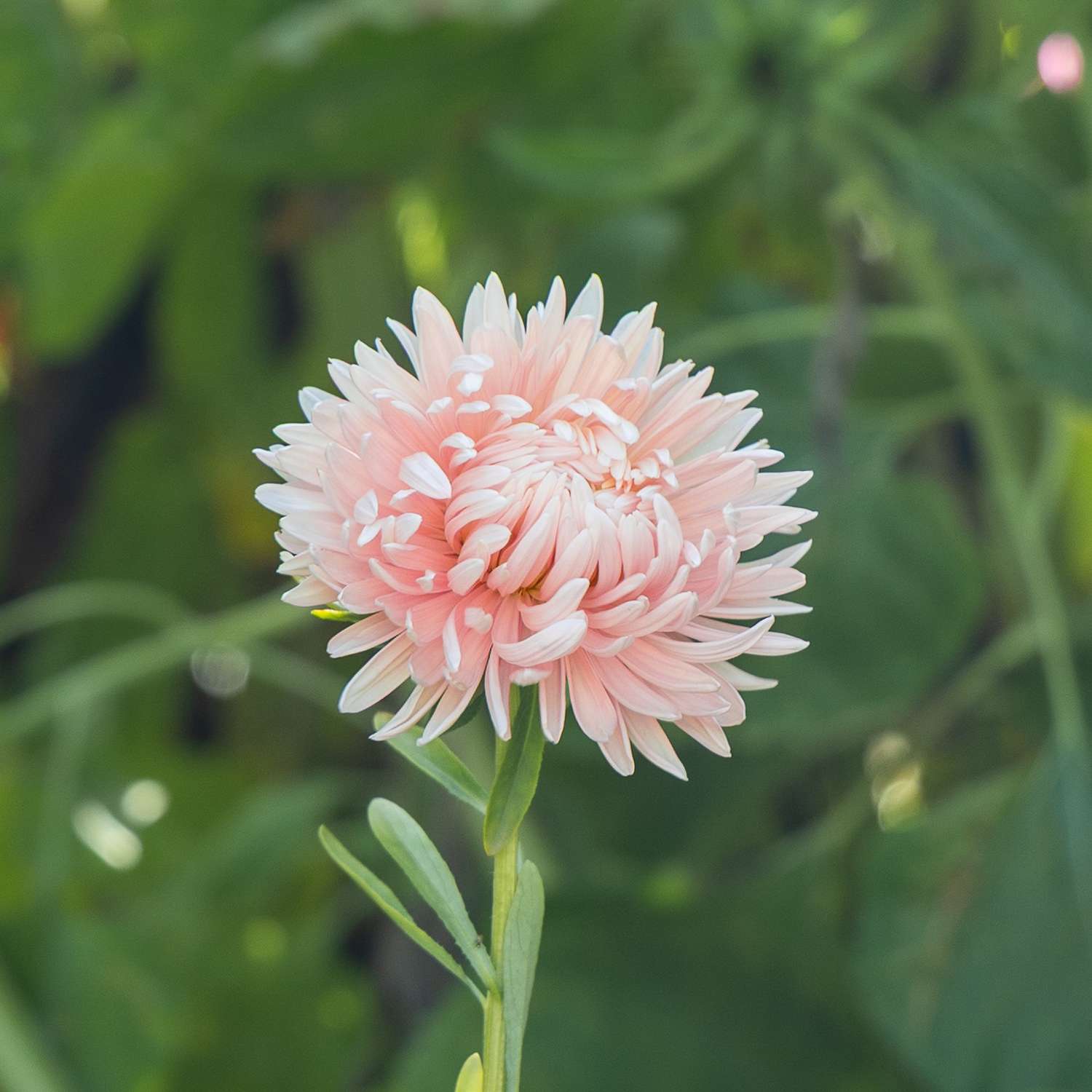 Reine-marguerite 'King Size Apricot' (graines)